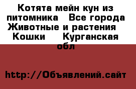 Котята мейн-кун из питомника - Все города Животные и растения » Кошки   . Курганская обл.